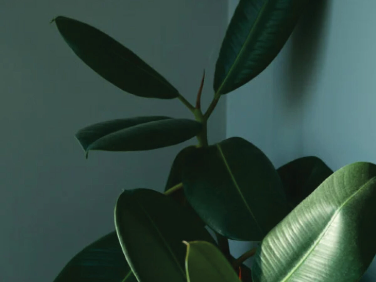 Les plantes en intérieur