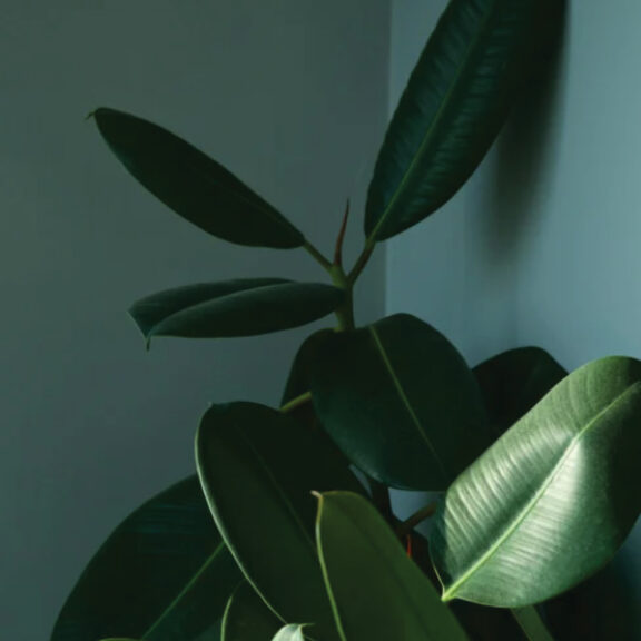 Les plantes en intérieur