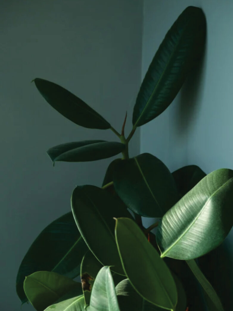 Les plantes en intérieur